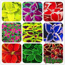 Hijau daun sisa hati mp3 & mp4. 100pcs Mixed Bonsai Coleus Seeds Flower Seeds Ezgrow Pokok Daun Hati Shopee Malaysia