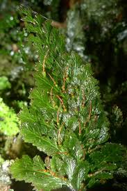 Image result for Abrodictyum rigidum