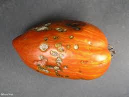 Image result for Septoria leaf spot of tomato