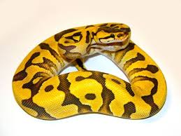 Black And Yellow Snake Texas Tiger Yellow Belly Morph List World Of Ball Pythons Ball Python Snake Lovers Ball Python Morphs
