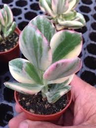 Euphorbia mammillaris variegata 'indian corn cob'. Variegated Jade Plant Crassula Argentea Variegated 2 1 4 Succulent Pot It Has Green And Grayish Succulent Leaves Variegate Jade Plants Succulents Plants