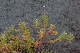 Image result for Crotalaria confertiflora