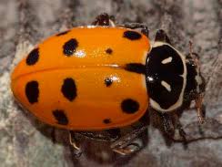 Image result for Cyperus breviradius