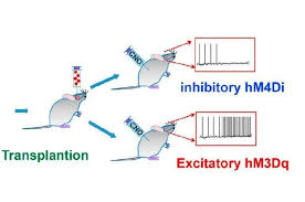2 animal cell therapies, san diego, ca, united states. Dopamine Making Neurons Can Be Chemically Controlled In Animal Model Of Parkinson S The San Diego Union Tribune