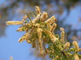 Image result for Acacia welwitschii