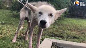 Maybe you would like to learn more about one of these? The Dodo Neglected Husky Is So Fluffy And Happy Now Facebook