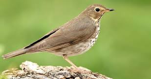 May Bird Of The Month More Likely To Be Heard Than Seen Swainson S Thrushes Enliven Summer Mornings And Evenings With Their Upward Spiraling Flutelike Song Prey Merlin Bird Breeds