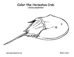 These alphabet coloring sheets will help little ones identify uppercase and lowercase versions of each letter. Horseshoe Crab Coloring Page 35 Images Horseshoe Crab Coloring Page Horseshoe Crab Drawing At Getdrawings Free Horseshoe Crab Coloring Page At Getcolorings Free