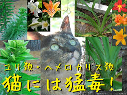 猫にとっての猛毒 ユリとヘメロカリスについてのメモ Pe2ho
