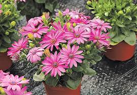 Image result for paprskovka obrázek