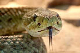 But have you ever heard a snake protecting or looking after puppies? Protect Your Dogs From Snakes Desert Dunes Animal Hospital Veterinary