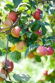 Pin On Apple
