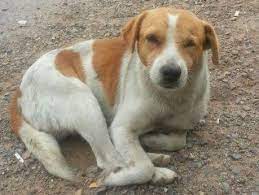 Find dogs and puppies locally for sale or adoption in ottawa / gatineau area : Drakenstein Animal Rescue Paarl