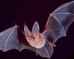 So, is a pet bat legal? Bats Bringing An Animal Into U S Importation Cdc