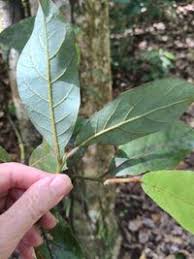 Image result for Lauraceae