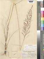 Image result for Sporobolus sanguineus