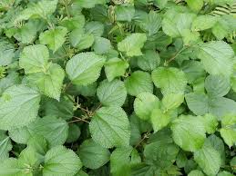 Image result for Boehmeria nivea