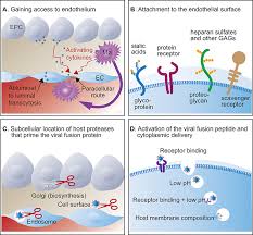 Bangladesh has more than 200,000 transgender people, most of whom face discrimination, according to independent experts. Frontiers Endothelial Cells In Emerging Viral Infections Cardiovascular Medicine