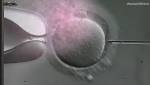  Woman fights ex-boyfriend in court as he tries to block her from using frozen embryos