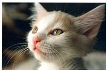 These cats are available for adoption from the aspca adoption center at 424 e. San Francisco Spca Wikipedia