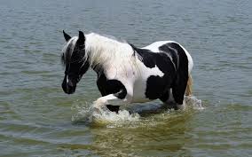 Black And White Horse Images Hd Black White Horse In Sea Barbaras Hd Wallpapers Horses Beautiful Horses Horse Wallpaper