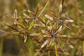 Image result for Pycreus flavescens