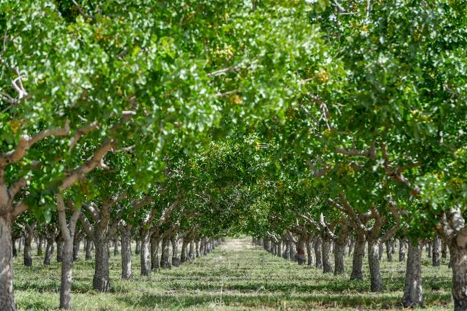 El auge del pistacho en Argentina choca con la crisis del agua