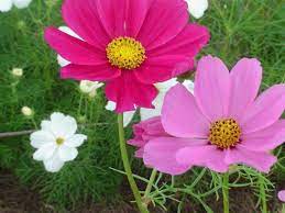 Cosmos Flower Specs Pictures Flowers Gallery Cosmos Flowers October Flowers Amazing Flowers