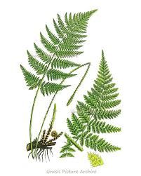 Pomegranate sage mason jar soy candle :: Vintage Botanical Leaf Print Vintage Botanical Print Fern Print Giclee Art Collectibles Baby Land Co Il