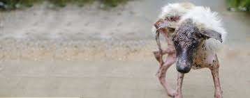 Image result for scabies dogs detail