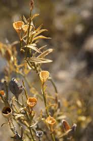 Image result for Montinia