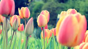 Pin By Nad Ecur I Follow Back On Tulips Free Desktop Wallpaper Tulips Field Wallpaper