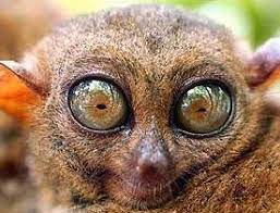 In the animal kingdom, owls have one of the largest eyes relative to total body size, and are among the very few nocturnal animals who do not use echolocation or reflecting membranes behind their eyes, known as the tapetum lucidum. Tarsiers The Big Eyed Ancient Nocturnal Mammal Animal Pictures And Facts Factzoo Com