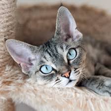 Whether it's for minimal maintenance, allergies, or simply a personal preference, let's shed some light on breeds with the least fur fallout. The Best Cats For Allergies Daily Paws
