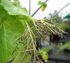 Image result for Urera