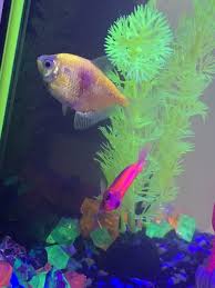 Glofish® fluorescent fish are born brilliant! Yellow Glofish Tetra Red Spots My Aquarium Club