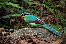 Common Green Magpie Cissa Chinensis Sikkim Animals Sikkim Himalayas