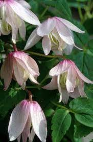 Clematis To Accompany Honeysuckle In Front Clematis Flowering Vines Plants