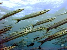 The barracuda is a saltwater fish of the genus sphyraena. Datei Bigeye Barracuda Jpg Wikipedia