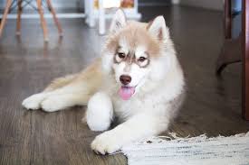 Often, dog owners are at a loss on the kinds of food to feed their husky puppies. Dog Food For Huskies The Best Dog Food For Huskies In 2020