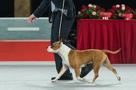 If there were ever a dog that got a bad rap in life it would without a doubt be the american staffordshire terrier. American Staffordshire Terrier Dog Breed Information