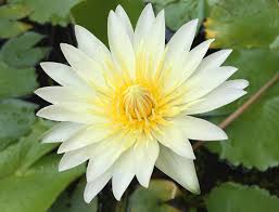 Image result for Nymphaea