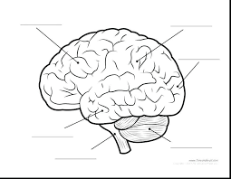 Learning about the human brain is a fascinating area of study for students of all ages. Parts Of The Brain Coloring Page Parts Of The Brain Coloring Page Brain Coloring Page Coloring Pages Parts Of Human Brain Diagram Brain Diagram Brain Anatomy
