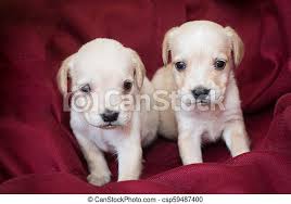 These cute puppies just love hanging around. Two Cute Little Puppies White Colour At Home On Red Textile Sofa Canstock