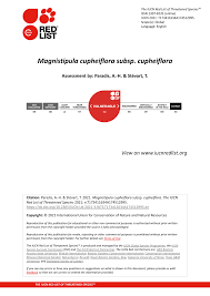 Image result for Magnistipula