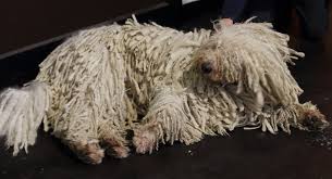 Komondor Dog Breed Profile And Fun Facts The Dogs Journal