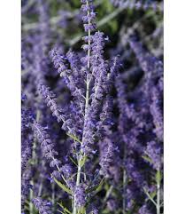 Image result for Perovskia atriplicifolia lacey blue photo