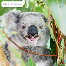 Friends Of The Koala Auf Instagram Now That Our Wonderful News Is Out It S Time For Our Regular Weekly Update We Start With What M In 2021 Koala Koala Bear Animals