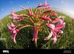 Image result for Brunsvigia radulosa