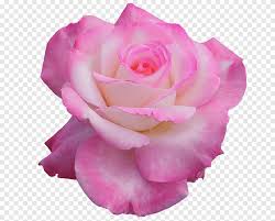 Check spelling or type a new query. Ø±ÙˆØ² Ø²Ù‡Ø±Ø© Ø§Ù„Ø´Ø§ÙŠ Ø§Ù„Ù‡Ø¬ÙŠÙ† ØµØ§Ù„ÙˆÙ† Ù†Ø§Ù†Ø³ÙŠ ÙˆØ±Ø¯Ø© Ø§Ù„ÙˆØ±Ø¯ÙŠ Floribunda Pin Png